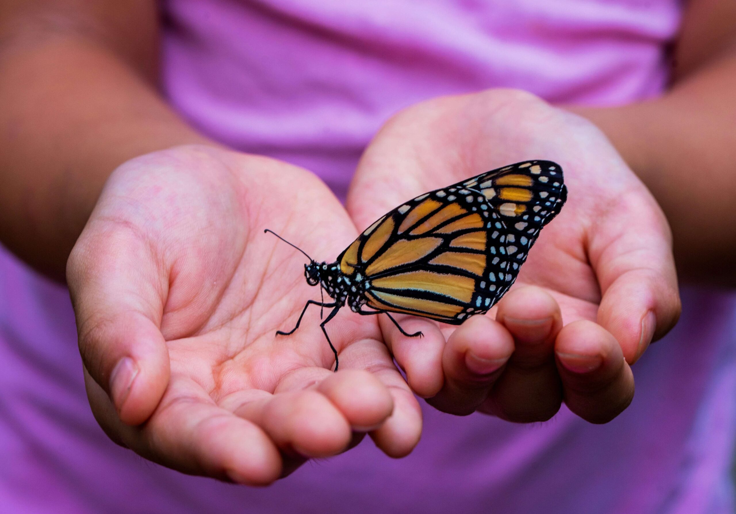 child_butterfly